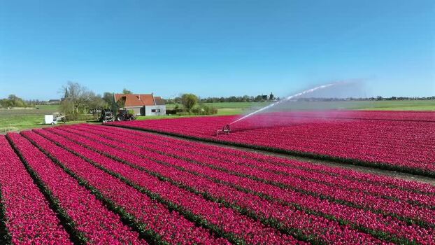 Aerial view of a blooming tulip field with irrigation Netherlands.
