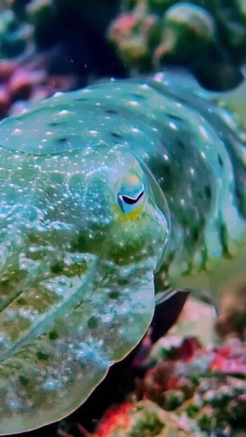 View of a cuttlefish swimming underwater in Bali Indonesia. View of a cuttlefish swimming underwater in Bali Indonesia.