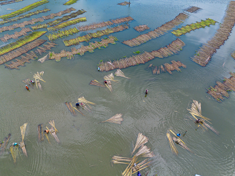 Natore Bangladesh 25 July 2026 Aerial view of workers processing jute stalks in the water with bundles of fiber floating in the river creating a textured pattern.