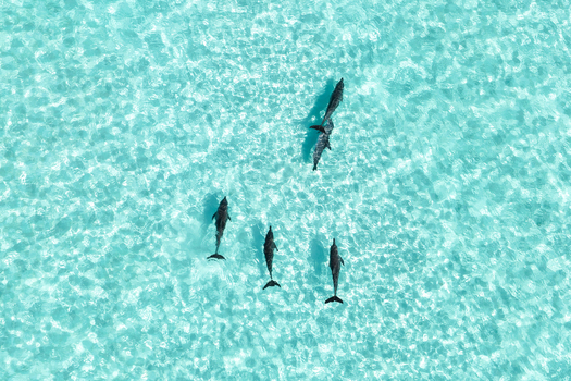 Aerial view of a pod of dolphins swimming through crystal clear turquoise ocean water with sunlight reflecting on the surface in Vashafaru Haa Alif Atoll Maldives. Aerial view of a pod of dolphins swimming through crystal clear turquoise ocean water with sunlight reflecting on the surface in Vashafaru Haa Alif Atoll Maldives.
