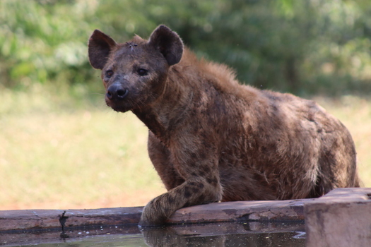 View of a spotted hyena resting at a waterhole in the Tumbeta Private Game Reserve Thabazimbi Limpopo South Africa.