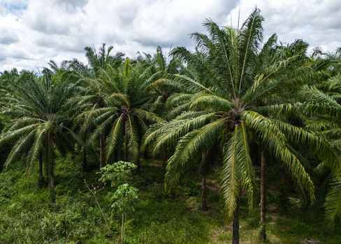Aerial view of the lush Llorona Palm Fields with dense tropical palm trees under a cloudy sky in Quepos Provincia de Puntarenas Costa Rica. Aerial view of the lush Llorona Palm Fields with dense tropical palm trees under a cloudy sky in Quepos Provincia de Puntarenas Costa Rica.