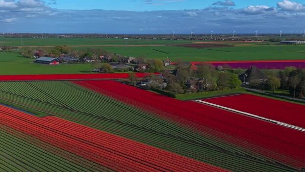 Aerial view of vibrant red tulip fields and farmhouses in Netherlands. Aerial view of vibrant red tulip fields and farmhouses in Netherlands.
