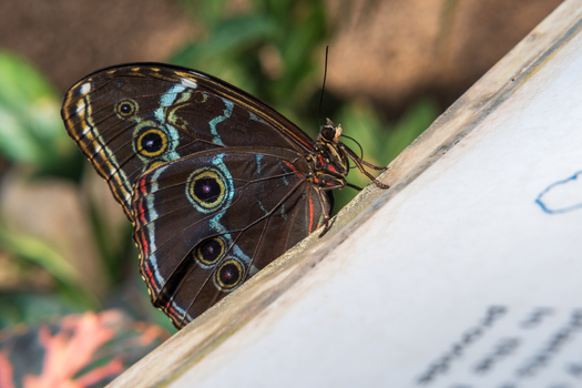 Vienna Austria 28 April 2026 View of a Blue Morpho butterfly resting on a wooden surface with its wings closed showing intricate eyespots against a green background at the Schmetterlinghaus. Vienna Austria 28 April 2026 View of a Blue Morpho butterfly resting on a wooden surface with its wings closed showing intricate eyespots against a green background at the Schmetterlinghaus.