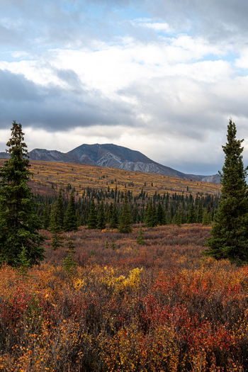 View of Denali National Park and Preserve featuring vibrant autumn foliage evergreen spruce trees and distant mountains under a cloudy sky in Alaska United States. View of Denali National Park and Preserve featuring vibrant autumn foliage evergreen spruce trees and distant mountains under a cloudy sky in Alaska United States.