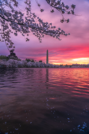 View of the Tidal Basin with cherry blossoms in bloom and the Washington Monument under a vibrant sunset sky in Washington District of Columbia United States. View of the Tidal Basin with cherry blossoms in bloom and the Washington Monument under a vibrant sunset sky in Washington District of Columbia United States.