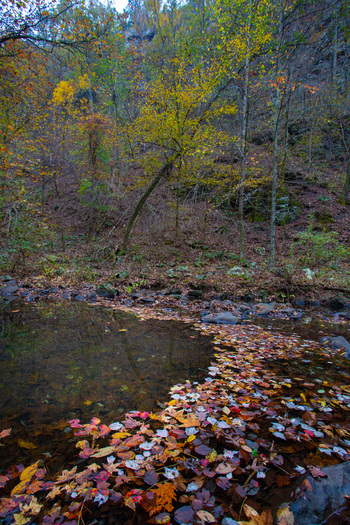 View of autumn foliage a tapestry of yellows reds and browns scattered across the tranquil water s surface reflecting the surrounding woods Jasper Arkansas United States. View of autumn foliage a tapestry of yellows reds and browns scattered across the tranquil water s surface reflecting the surrounding woods Jasper Arkansas United States.