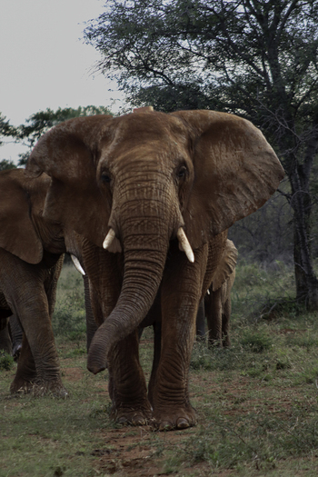 View of a majestic African elephant with reddish mud on its skin walking through the bushveld at Tumbeta Private Game Reserve in Thabazimbi Limpopo South Africa.