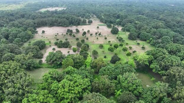 Aerial view of lush mango orchards and green trees Bangladesh.