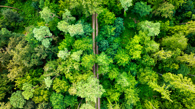 Aerial view of a lush healthy forest with a narrow dirt path cutting through the dense green canopy in Germany.