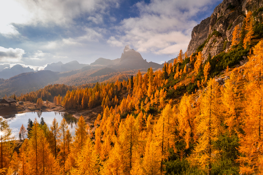 Aerial view of Lago Federa surrounded by vibrant golden larch trees and the dramatic peaks of the Dolomites in autumn in Cortina d Ampezzo Veneto Italy. Aerial view of Lago Federa surrounded by vibrant golden larch trees and the dramatic peaks of the Dolomites in autumn in Cortina d Ampezzo Veneto Italy.