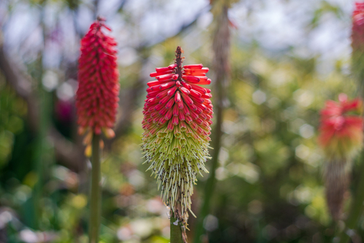 View of vibrant red and yellow Kniphofia flowers blooming in a garden setting in Looe Cornwall United Kingdom. View of vibrant red and yellow Kniphofia flowers blooming in a garden setting in Looe Cornwall United Kingdom.