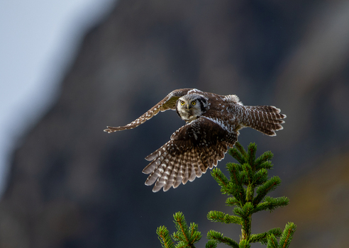 View of a northern hawk owl taking flight from the top of a spruce tree against a blurred mountain background in Fjord More og Romsdal Norway.