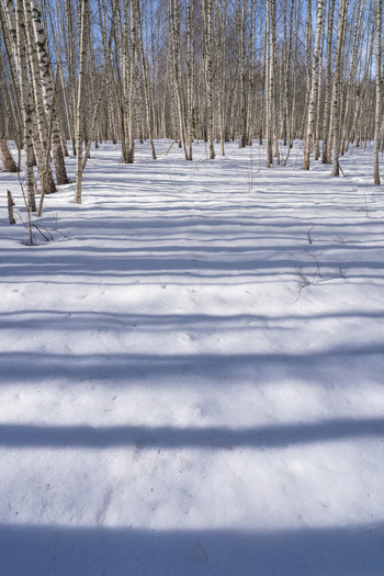 View of the stark white snow blanketing the forest floor casting long blue shadows from the slender birch trees Pereslavl Zalessky Yaroslavl Oblast Russia. View of the stark white snow blanketing the forest floor casting long blue shadows from the slender birch trees Pereslavl Zalessky Yaroslavl Oblast Russia.