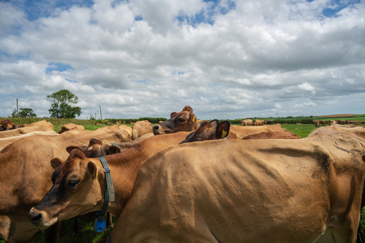 View of a herd of brown cows grazing in a lush green pasture under a bright summer sky in Looe Cornwall United Kingdom. View of a herd of brown cows grazing in a lush green pasture under a bright summer sky in Looe Cornwall United Kingdom.