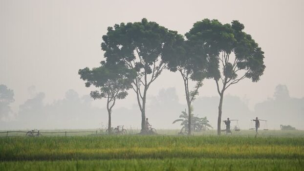 View of local farmers walking through misty rice fields Bangladesh.