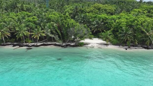 Aerial view of lush palm trees and white sand beach Maldives. Aerial view of lush palm trees and white sand beach Maldives.