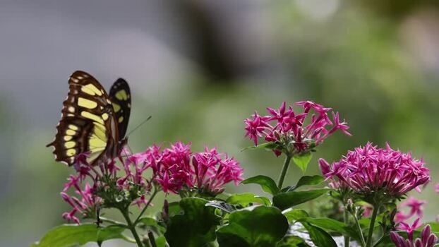 View of a butterfly on pink flowers in Hunawihr France.