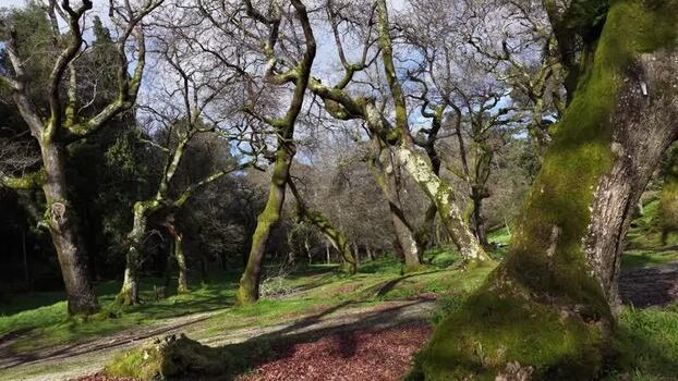 Drone infinity gimbal rotation with trees and green grass Portugal.
