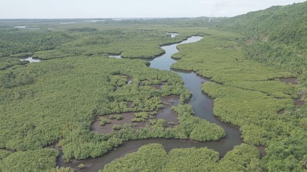 Aerial view of a winding river through mangroves in Philippines.