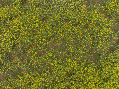 Aerial view of blooming rapeseed field with vibrant yellow flowers and patches of brown soil Aiglsbach Bavaria Germany.