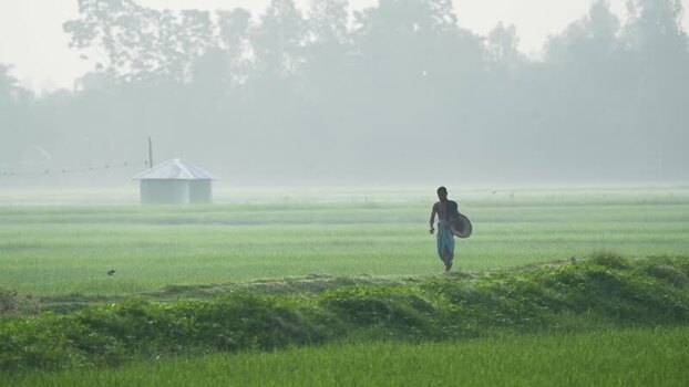 View of a farmer walking in a misty rice field in Bogura Bangladesh. View of a farmer walking in a misty rice field in Bogura Bangladesh.