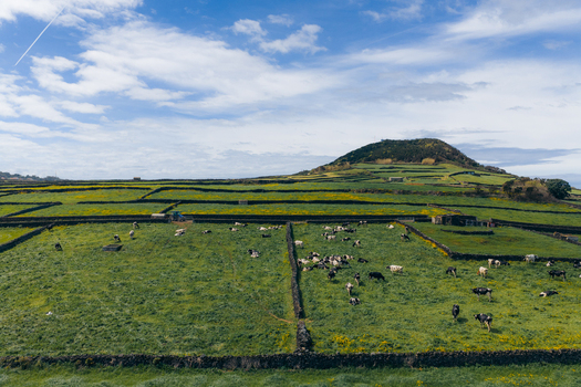 Aerial view of Terceira Island with green pastures divided by stone walls and cows grazing under a blue sky in Azores Portugal. Aerial view of Terceira Island with green pastures divided by stone walls and cows grazing under a blue sky in Azores Portugal.