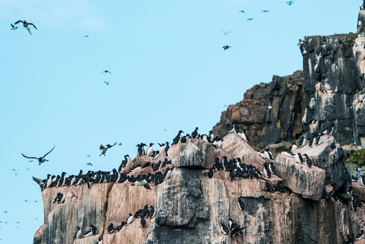Svalbard Svalbard and Jan Mayen 22 July 2025 View of Brunnich s guillemots nesting on the steep basalt cliffs of Alkefjellet under a clear blue sky.