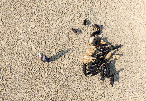Aerial view of a shepherd guiding a flock of sheep across the parched cracked earth a stark image of drought Sirajganj Rajshahi Division Bangladesh. Aerial view of a shepherd guiding a flock of sheep across the parched cracked earth a stark image of drought Sirajganj Rajshahi Division Bangladesh.