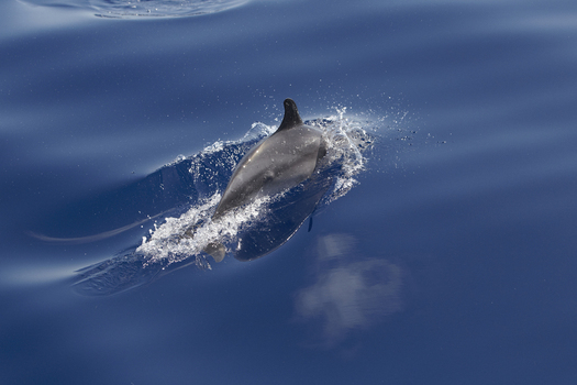 View of a bottlenose dolphin swimming through deep blue ocean waters creating a splash near the surface in Madeira. View of a bottlenose dolphin swimming through deep blue ocean waters creating a splash near the surface in Madeira.