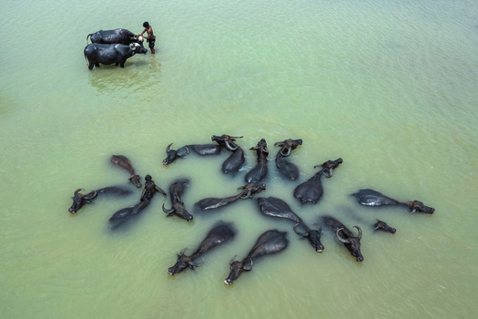 Bogura Rajshahi Division Bangladesh 29 May 2019 Aerial view of a herd of water buffaloes swimming in a river with a man tending to them in the water. Bogura Rajshahi Division Bangladesh 29 May 2019 Aerial view of a herd of water buffaloes swimming in a river with a man tending to them in the water.
