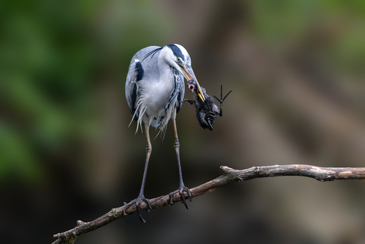 View of a grey heron perched on a branch with a small bird in its beak against a blurred green background in Selestat Grand Est France.