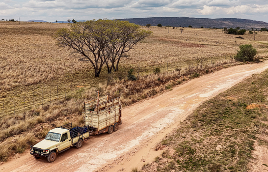 Aerial view of a giraffe being transported in a trailer by a truck along a dirt road through the wilderness in Thabazimbi Limpopo South Africa. Aerial view of a giraffe being transported in a trailer by a truck along a dirt road through the wilderness in Thabazimbi Limpopo South Africa.