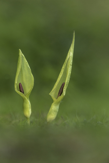 View of two Lords and Ladies plants with characteristic green spathes and dark spadices emerging from the grass in Cambridgeshire United Kingdom. View of two Lords and Ladies plants with characteristic green spathes and dark spadices emerging from the grass in Cambridgeshire United Kingdom.