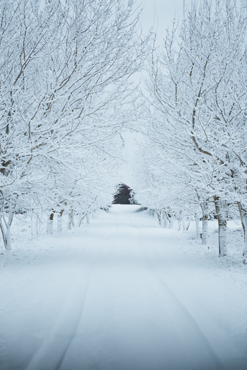 View of a snow covered road lined with frost covered trees leading to the historic Toolse fortress in Toolse Laane Viru County Estonia. View of a snow covered road lined with frost covered trees leading to the historic Toolse fortress in Toolse Laane Viru County Estonia.
