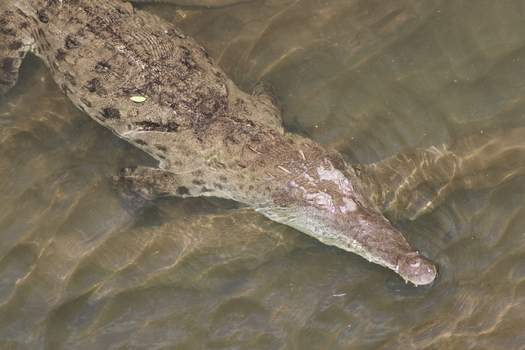 View of a menacing crocodile glides silently through the murky water its textured skin blending with the dappled sunlight in Quepos Puntarenas Province Costa Rica.