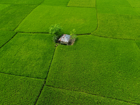 Aerial view of a small hut nestled in a lush green rice field with vibrant crops and a single tree in Joypurhat Rajshahi Division Bangladesh. Aerial view of a small hut nestled in a lush green rice field with vibrant crops and a single tree in Joypurhat Rajshahi Division Bangladesh.