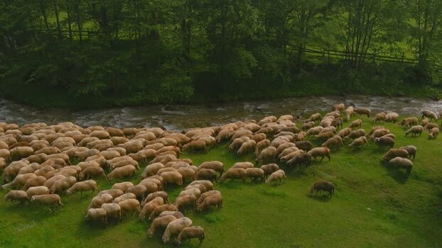 Aerial view of sheep grazing by a river in Romania. Aerial view of sheep grazing by a river in Romania.