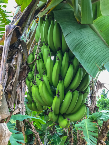 View of a large bunch of green bananas hanging from a banana tree with large green leaves in Maui County Hawaii United States.