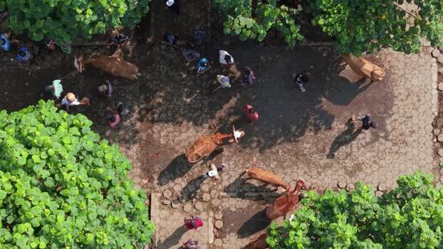 Aerial view of Animal Market Prambanan Indonesia. Aerial view of Animal Market Prambanan Indonesia.