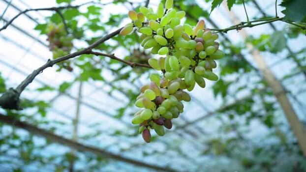 View of fresh green grapes hanging on a vine Bangladesh. View of fresh green grapes hanging on a vine Bangladesh.