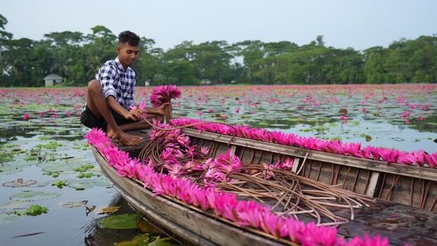 View of a man harvesting pink water lilies on a boat Bangladesh. View of a man harvesting pink water lilies on a boat Bangladesh.