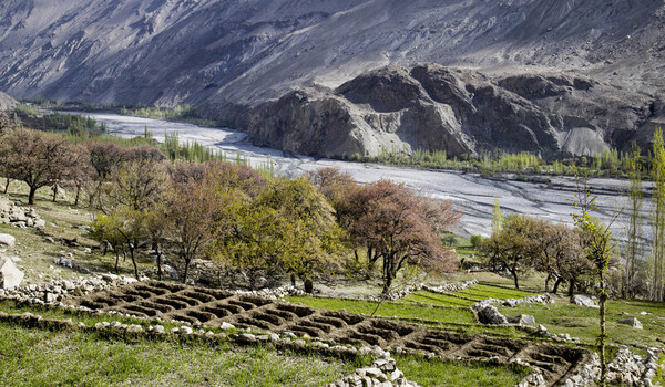 View of blossoming apricot trees and terraced green fields overlooking a winding riverbed nestled between rugged mountain slopes in Gilgit Baltistan Pakistan.