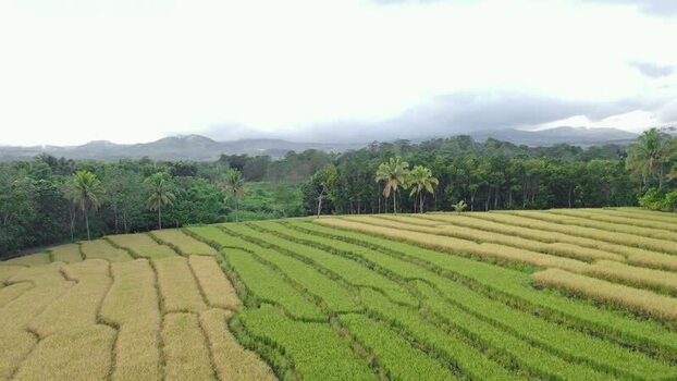 Aerial view of terraced rice fields and misty mountains Indonesia. Aerial view of terraced rice fields and misty mountains Indonesia.