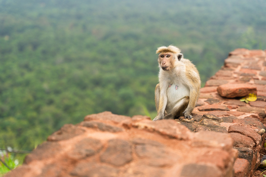 View of a toque macaque monkey sitting on an ancient red brick wall with a lush green forest background in Sigiriya Central Province Sri Lanka. View of a toque macaque monkey sitting on an ancient red brick wall with a lush green forest background in Sigiriya Central Province Sri Lanka.