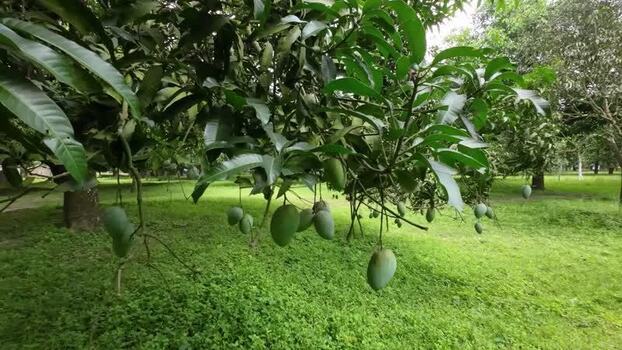 View of green mangoes on a tree in Chapai Nawabganj Bangladesh. View of green mangoes on a tree in Chapai Nawabganj Bangladesh.