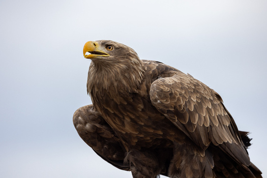 View of a majestic white tailed eagle with brown plumage and a sharp yellow beak against a soft overcast sky in Selestat Grand Est France.