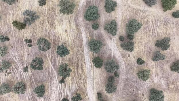 Aerial view of dry landscape with trees Navalmoral de la Mata Spain.