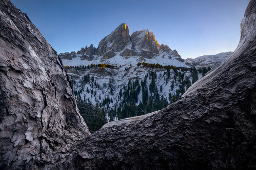 View of Wurzjoch mountain pass and the snow covered Peitlerkofel peak framed by tree bark with golden sunlight hitting the summit San Martin de Tor Trentino Alto Adige Italy.