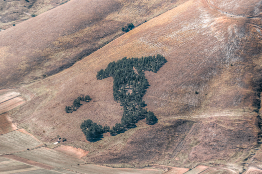 Aerial view of the Italy shaped forest plantation on the grassy hillsides of Castelluccio Umbria Italy.